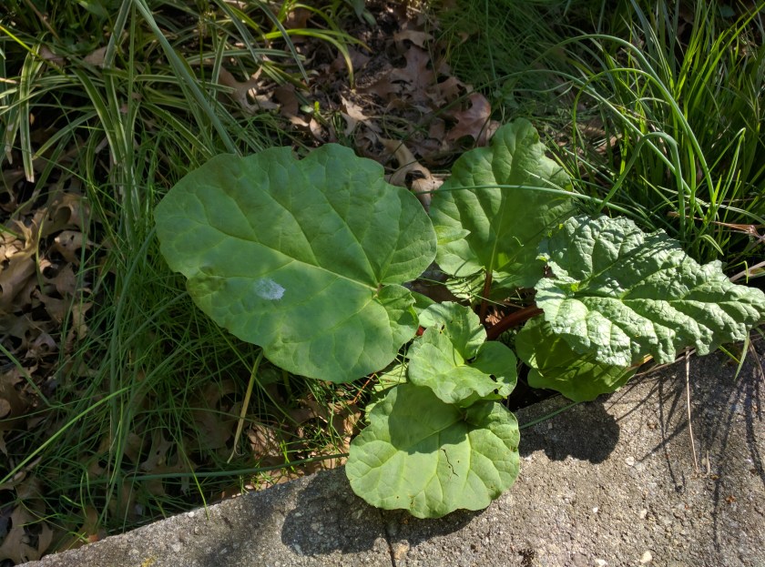 [rhubarb]