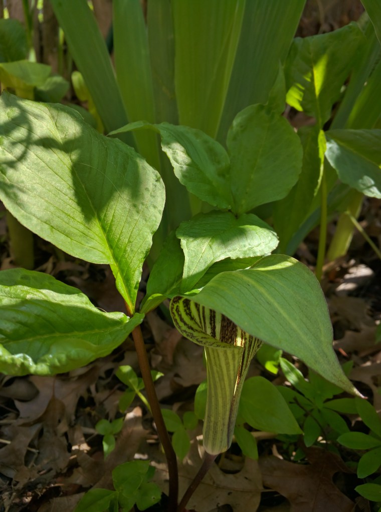 [Jack-in-the-pulpit]