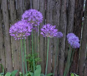 [alliums]