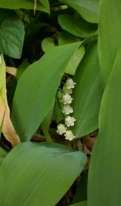 [illies of the valley]