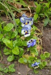 [pansies]