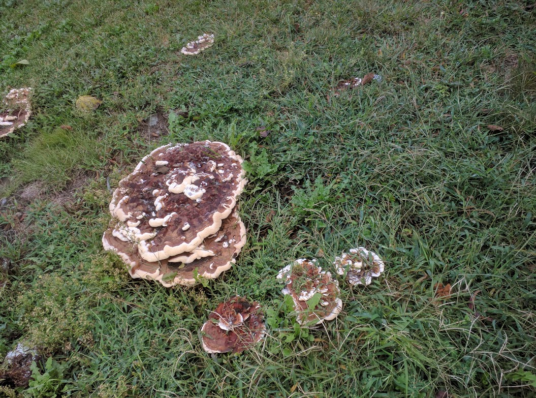 Nice weather for&nbsp;fungi