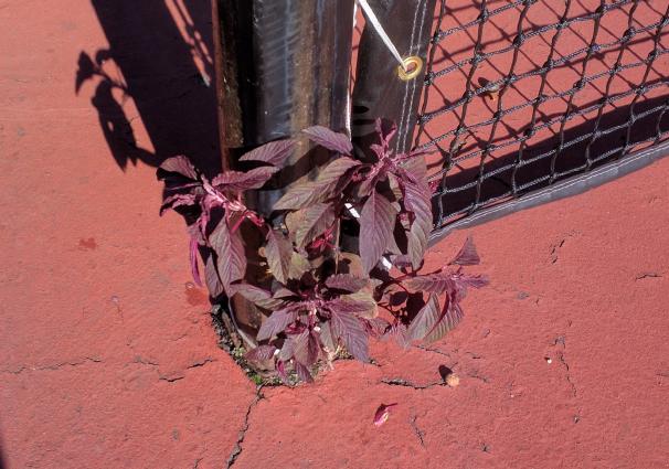 TennisCourtPlantCropped