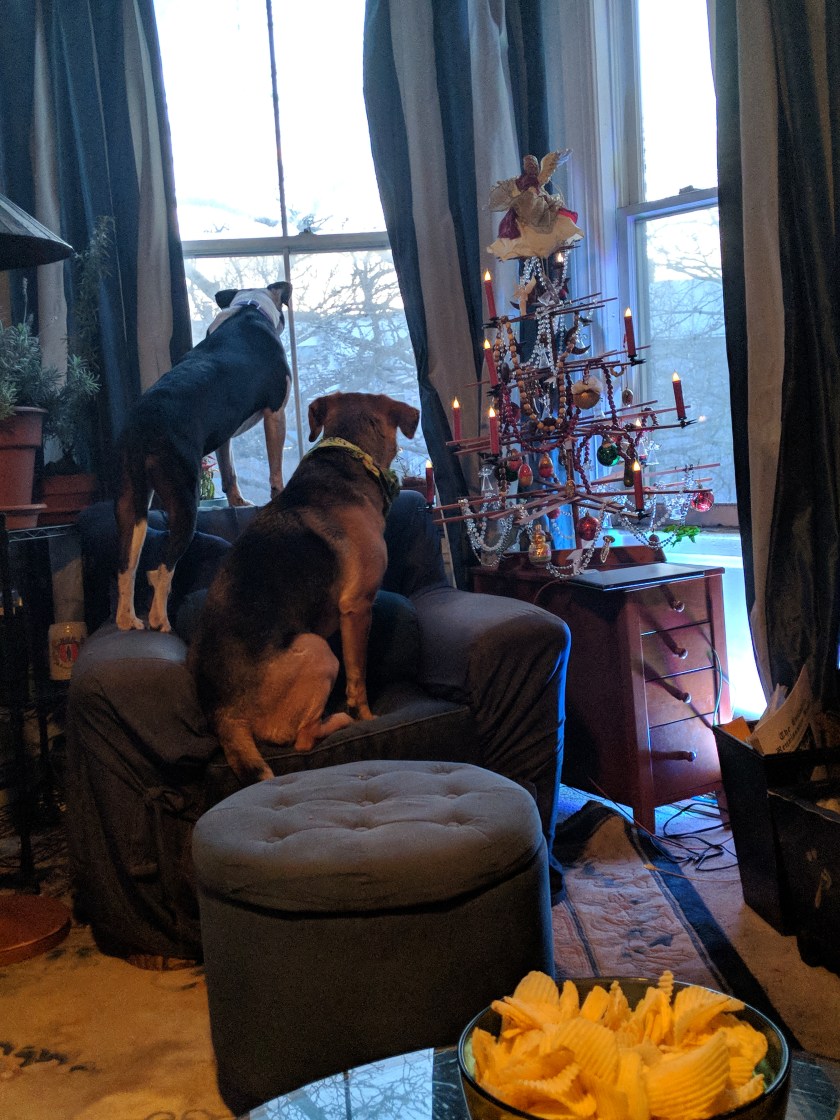 [dogs
    awaiting guests]