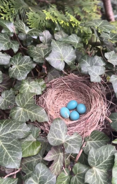 robinsnest.jpeg
